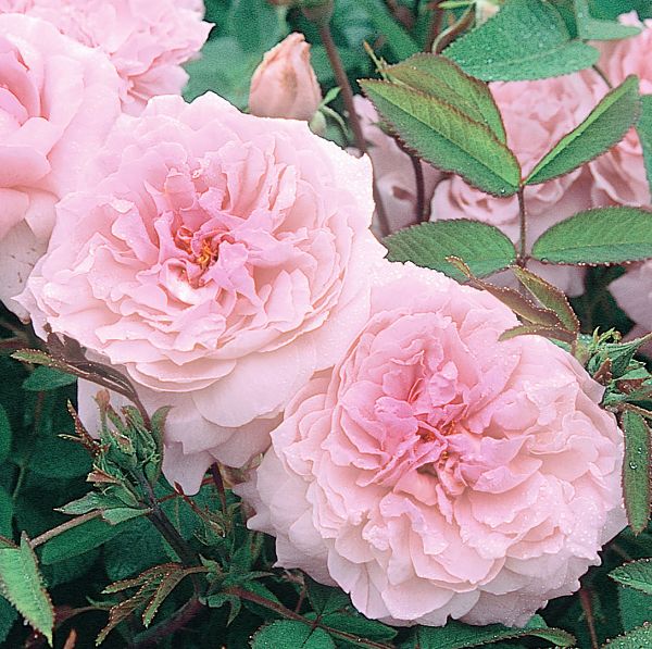 Rosa The Mayflower Austilly